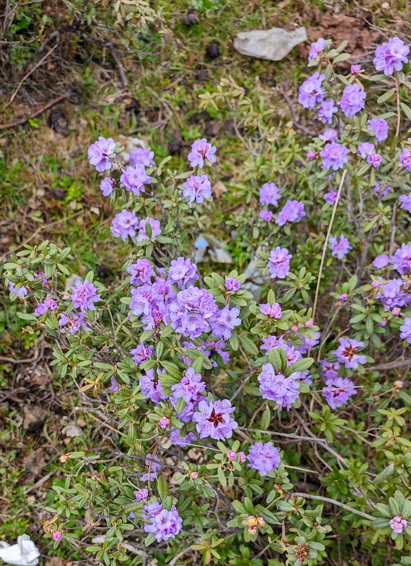 Rhododendron hippophaeoides photo 3
