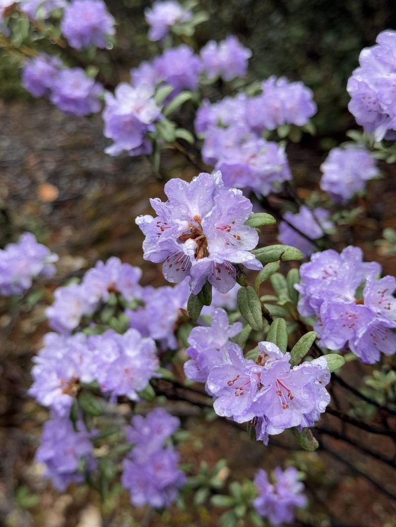 Rhododendron hippophaeoides photo 4