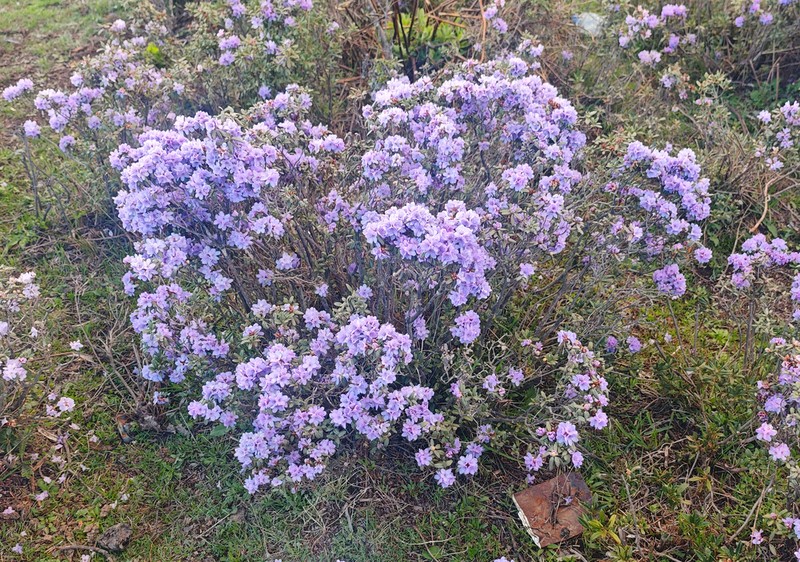 Rhododendron hippophaeoides photo 5