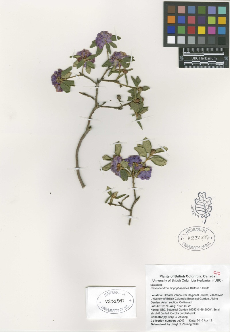Rhododendron hippophaeoides photo 6