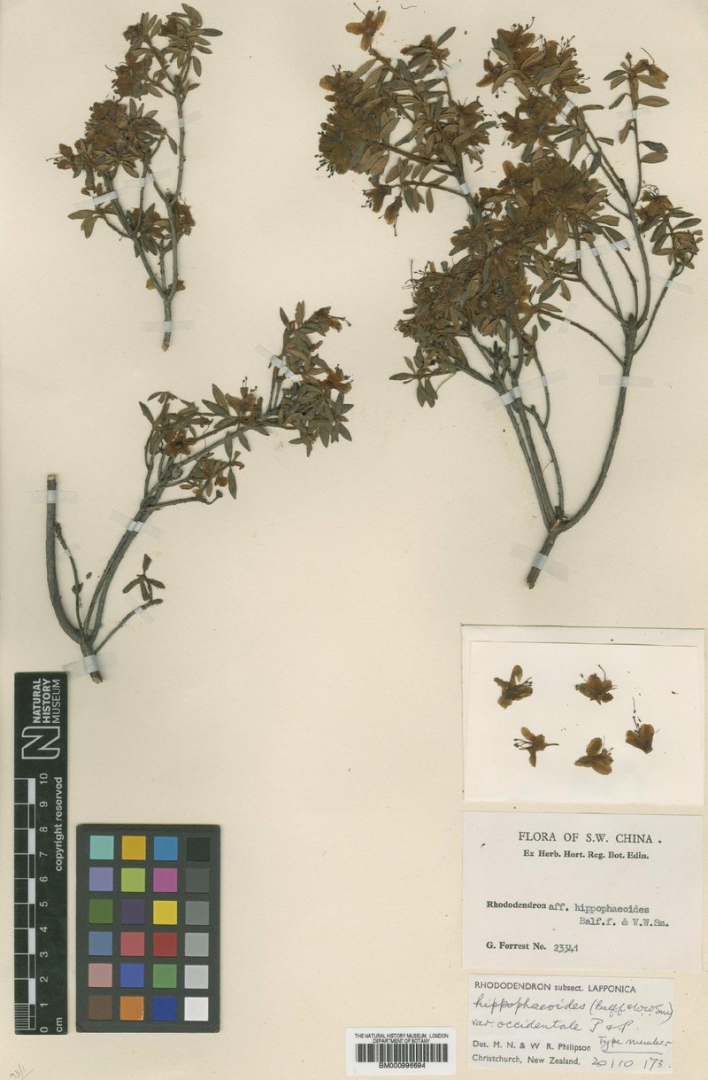 Rhododendron hippophaeoides var. occidentale