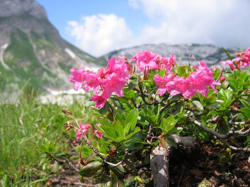 Rhododendron hirsutum