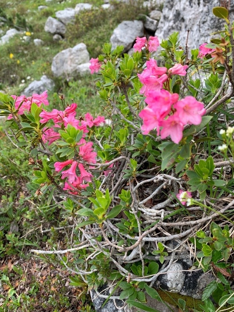 Rhododendron hirsutum photo 2