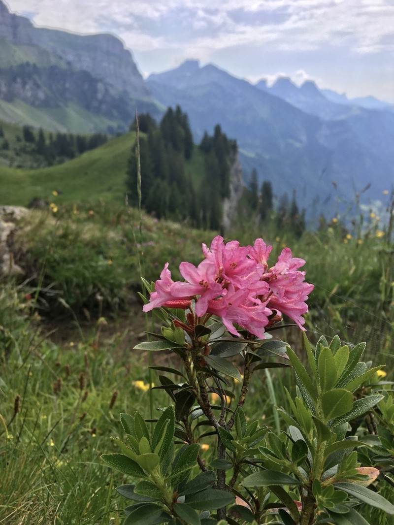 Rhododendron hirsutum photo 5