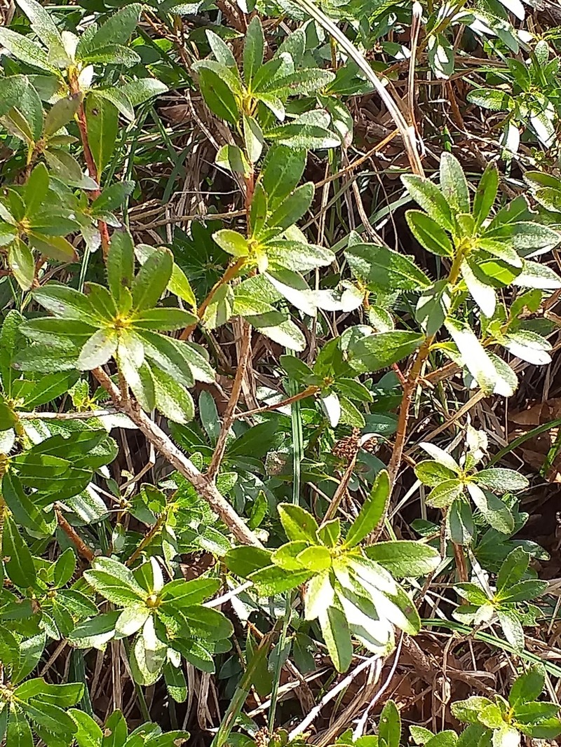 Rhododendron hirsutum photo 6