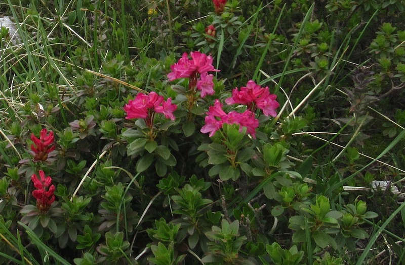 Rhododendron hirsutum photo 7