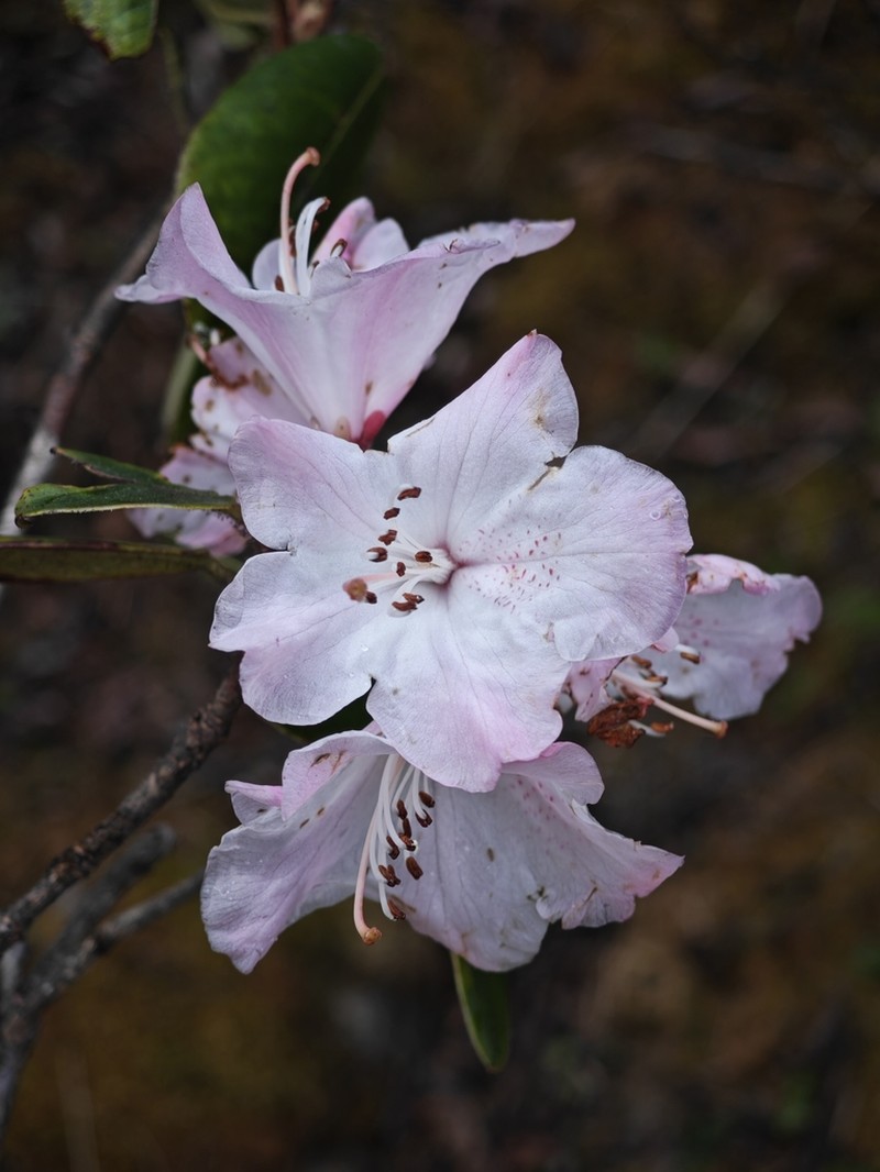 Rhododendron hirtipes