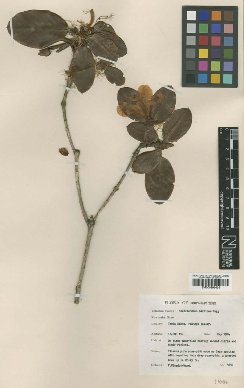 Rhododendron hirtipes photo 2