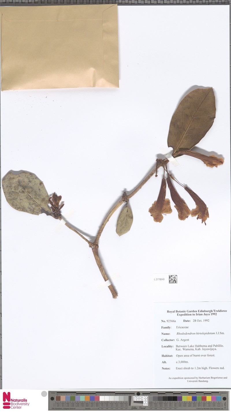 Rhododendron hirtolepidotum
