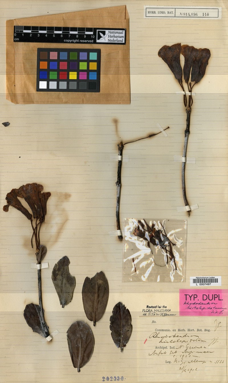 Rhododendron hirtolepidotum photo 2