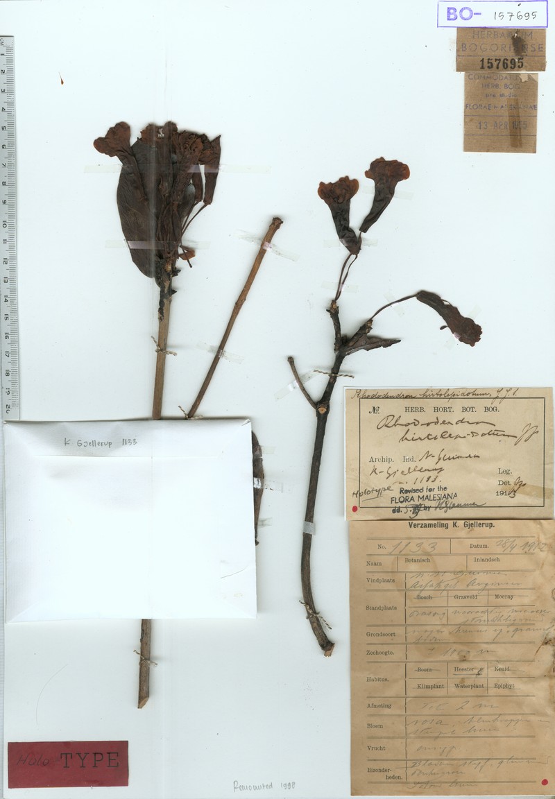Rhododendron hirtolepidotum photo 3