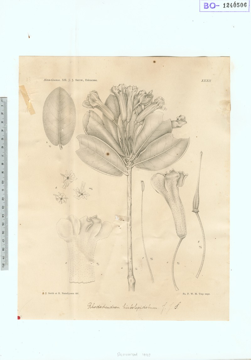 Rhododendron hirtolepidotum photo 4