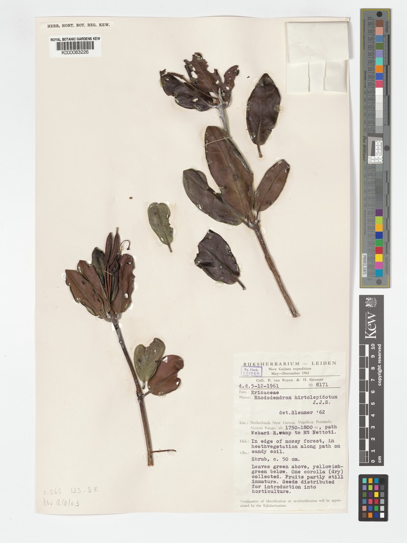 Rhododendron hirtolepidotum photo 5