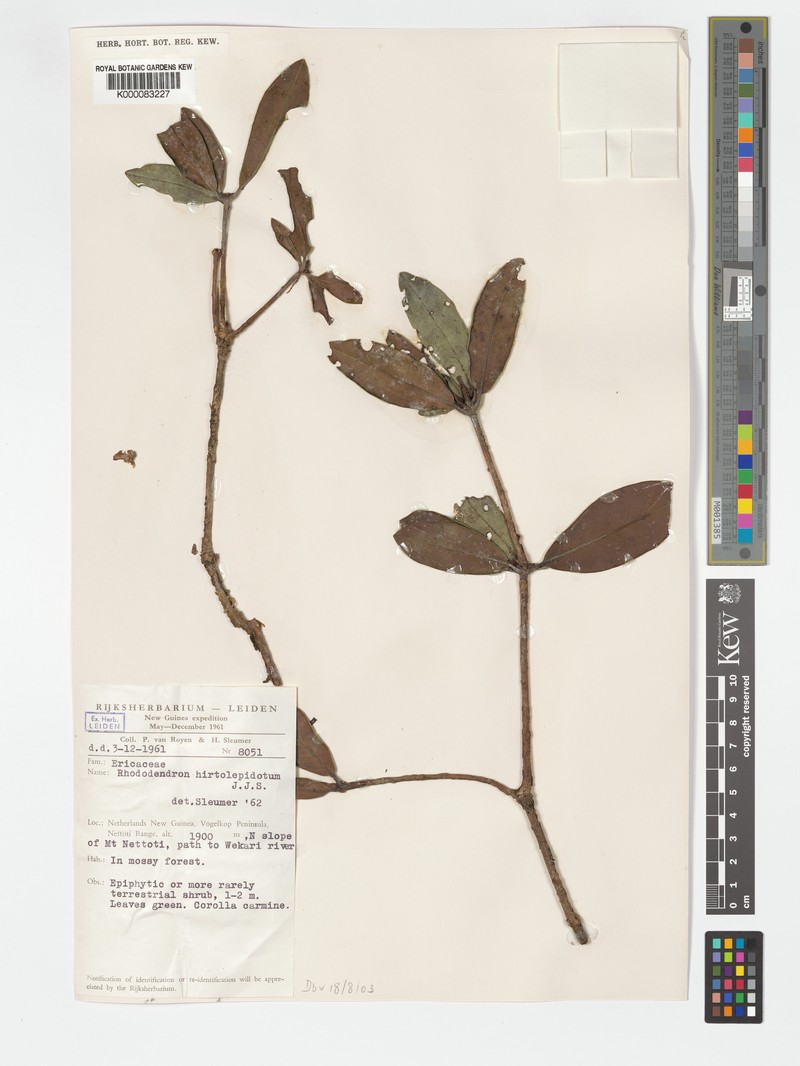 Rhododendron hirtolepidotum photo 6