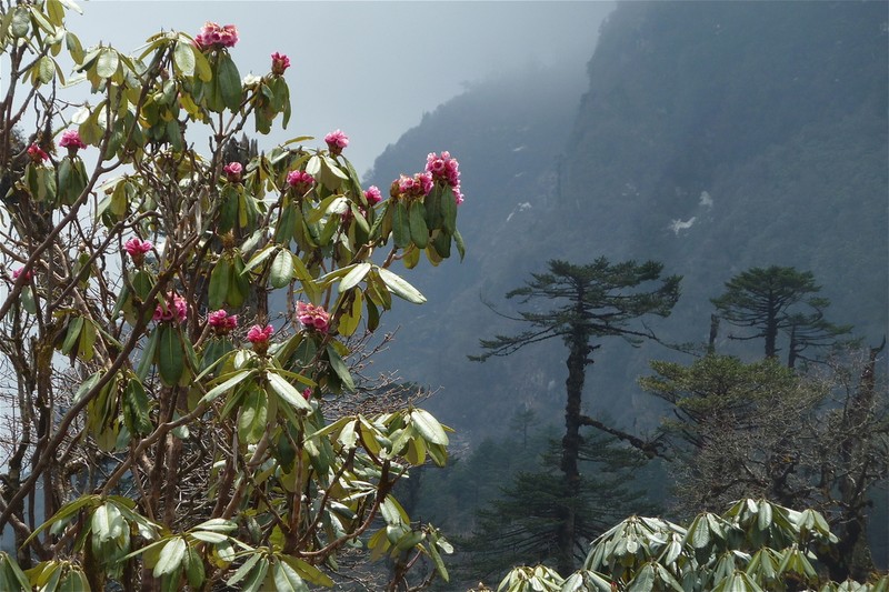 Rhododendron hodgsonii