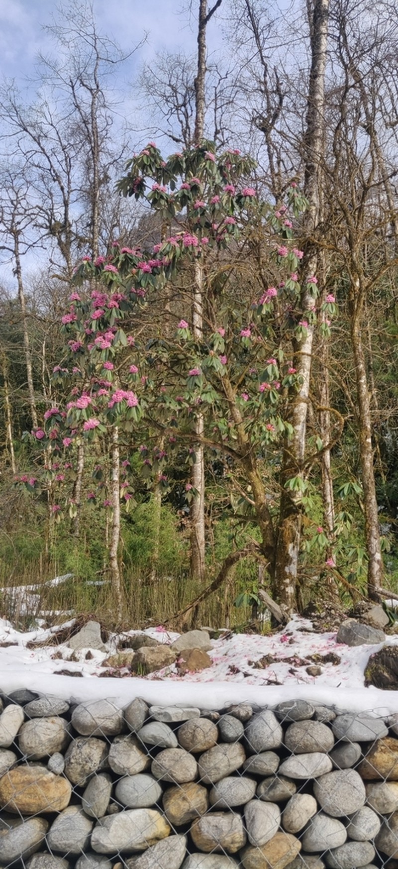 Rhododendron hodgsonii photo 2
