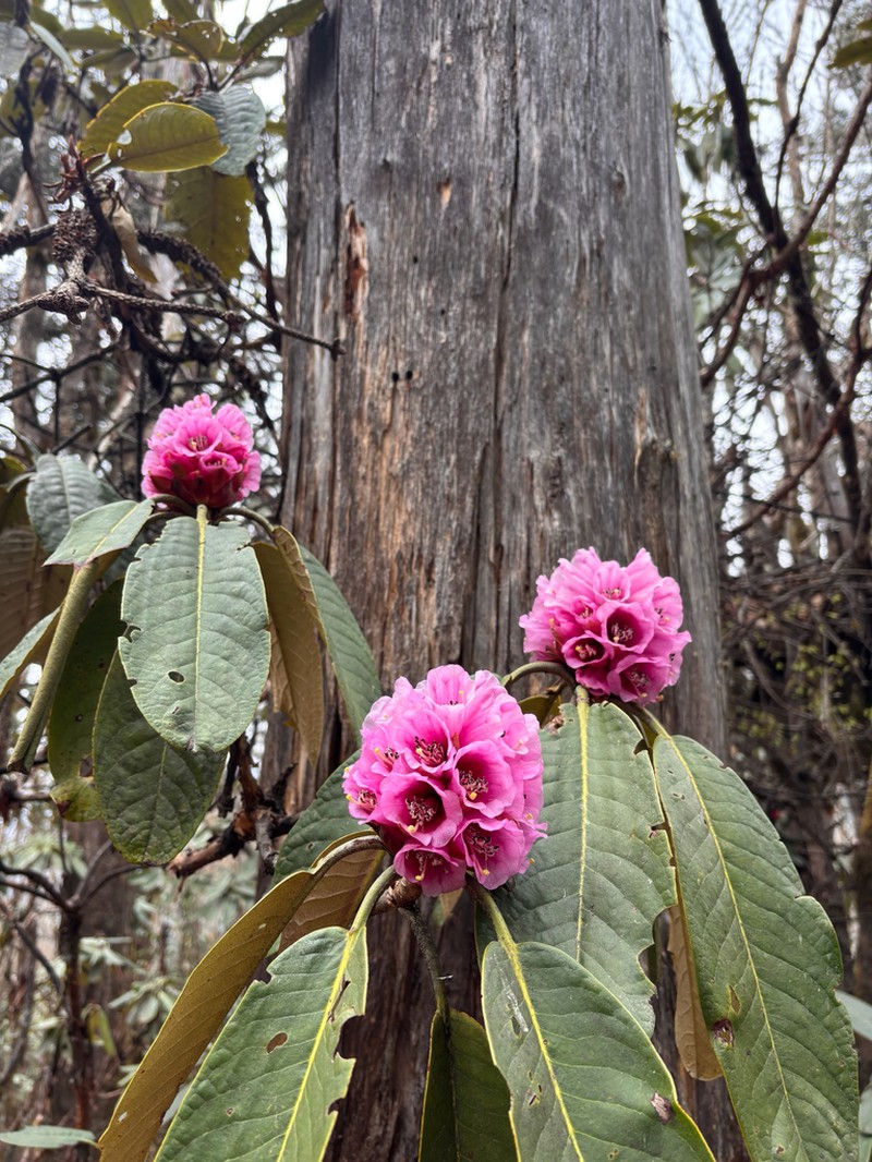 Rhododendron hodgsonii photo 3