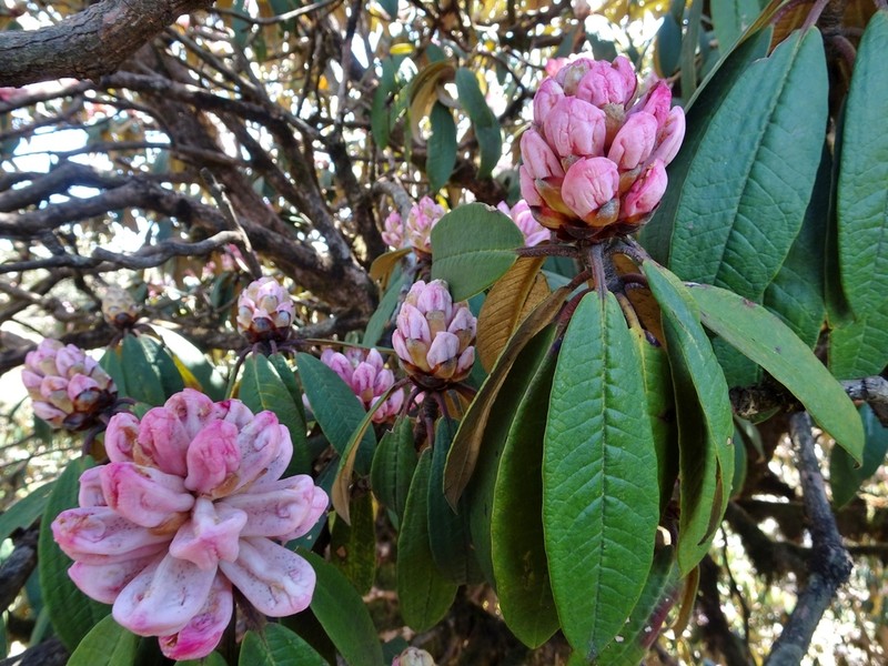 Rhododendron hodgsonii photo 4
