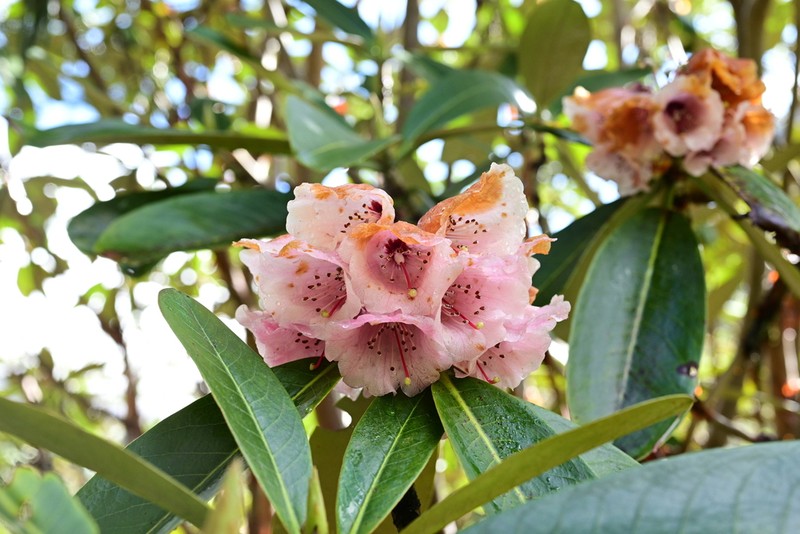 Rhododendron hodgsonii photo 5