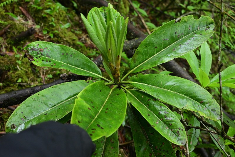 Rhododendron hodgsonii photo 6