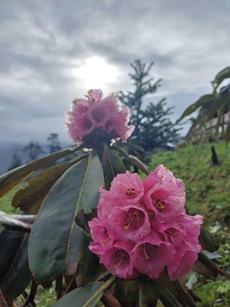 Rhododendron hodgsonii photo 8