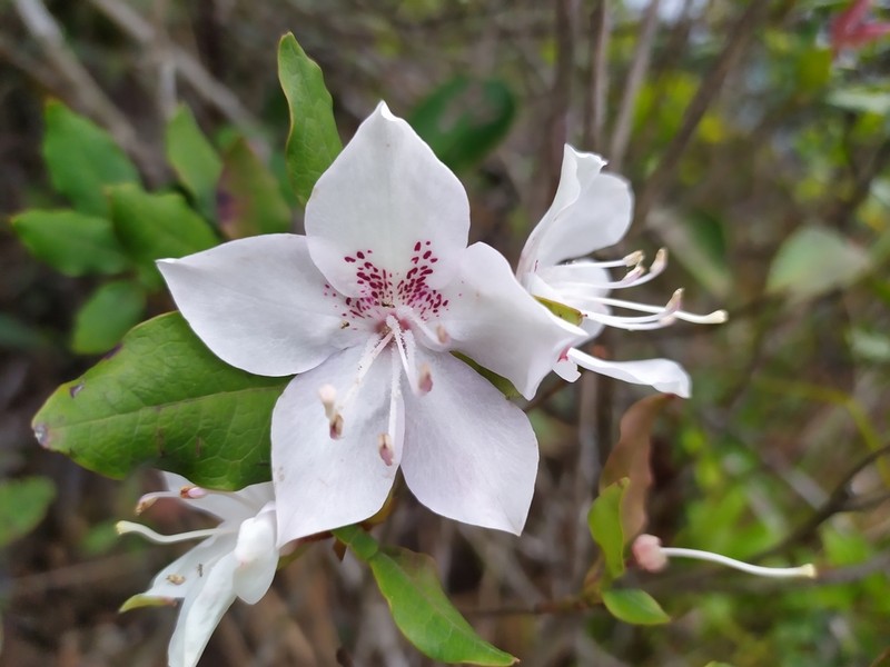 Rhododendron hongkongense