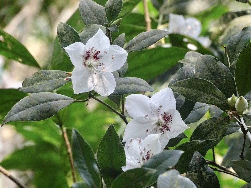 Rhododendron hongkongense photo 2