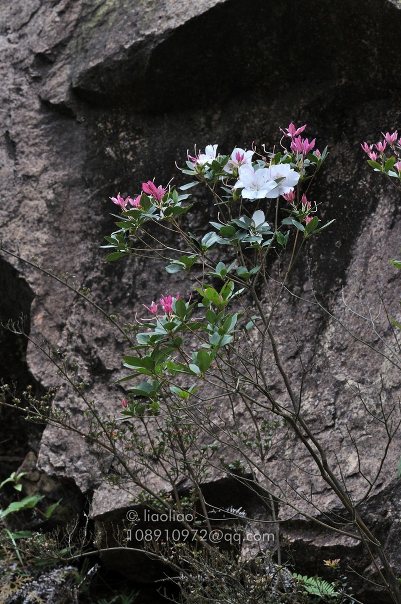 Rhododendron hongkongense photo 3