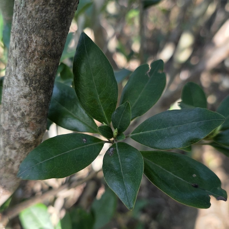 Rhododendron hongkongense photo 4