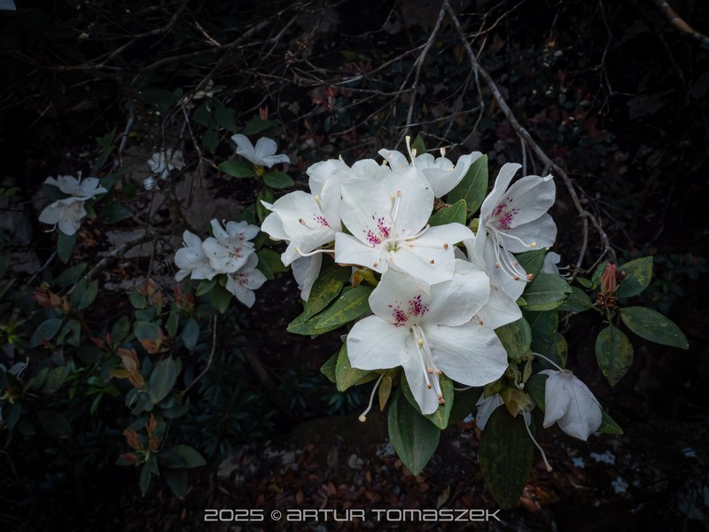 Rhododendron hongkongense photo 5