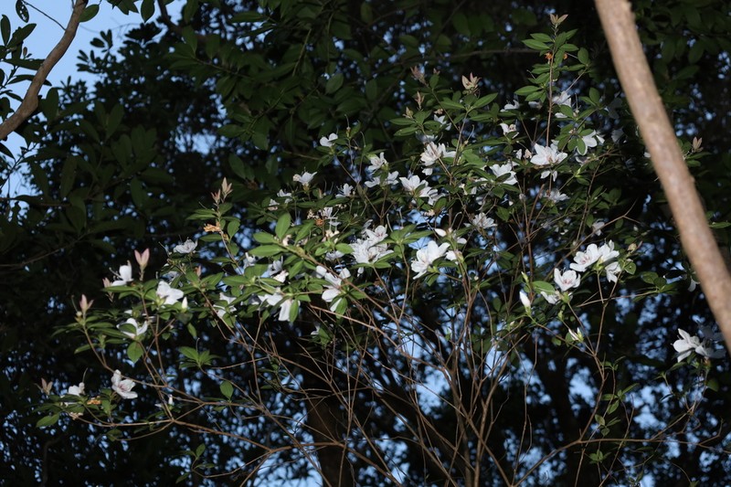 Rhododendron hongkongense photo 6