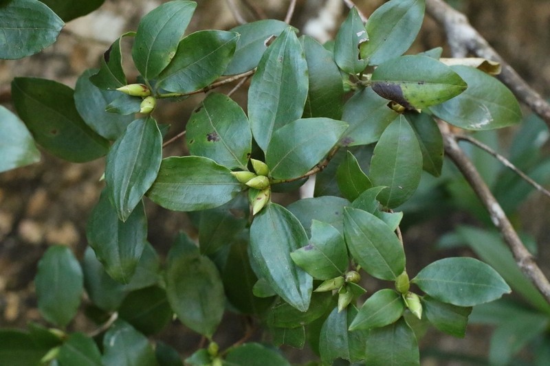 Rhododendron hongkongense photo 8