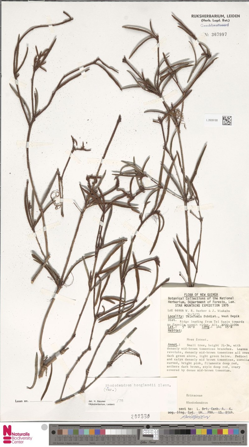 Rhododendron hooglandii photo 3