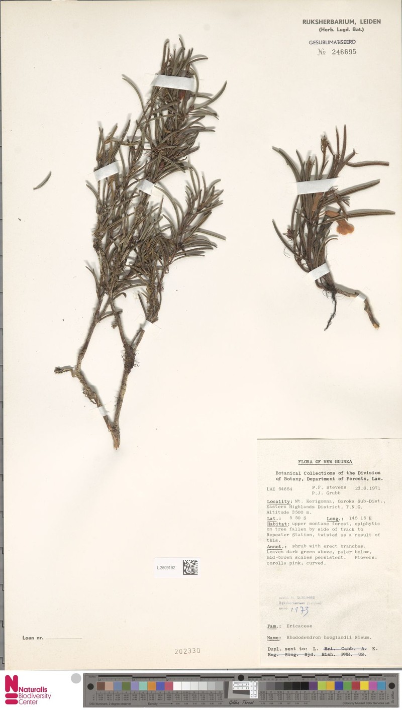 Rhododendron hooglandii photo 4