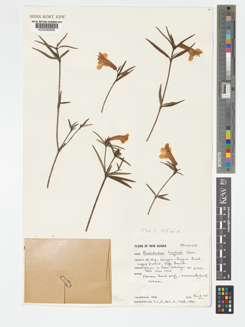 Rhododendron hooglandii photo 5