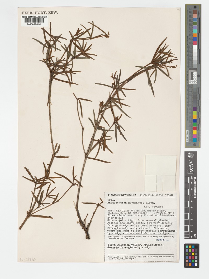 Rhododendron hooglandii photo 8