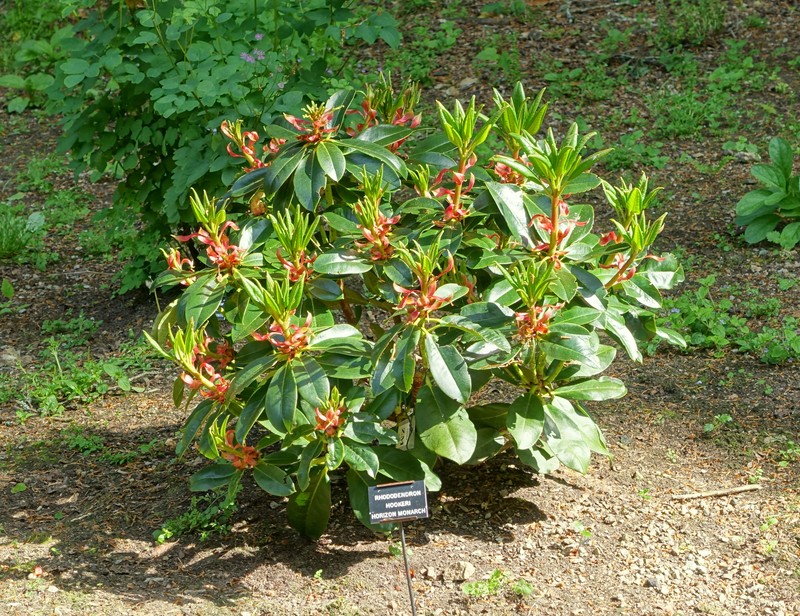 Rhododendron hookeri
