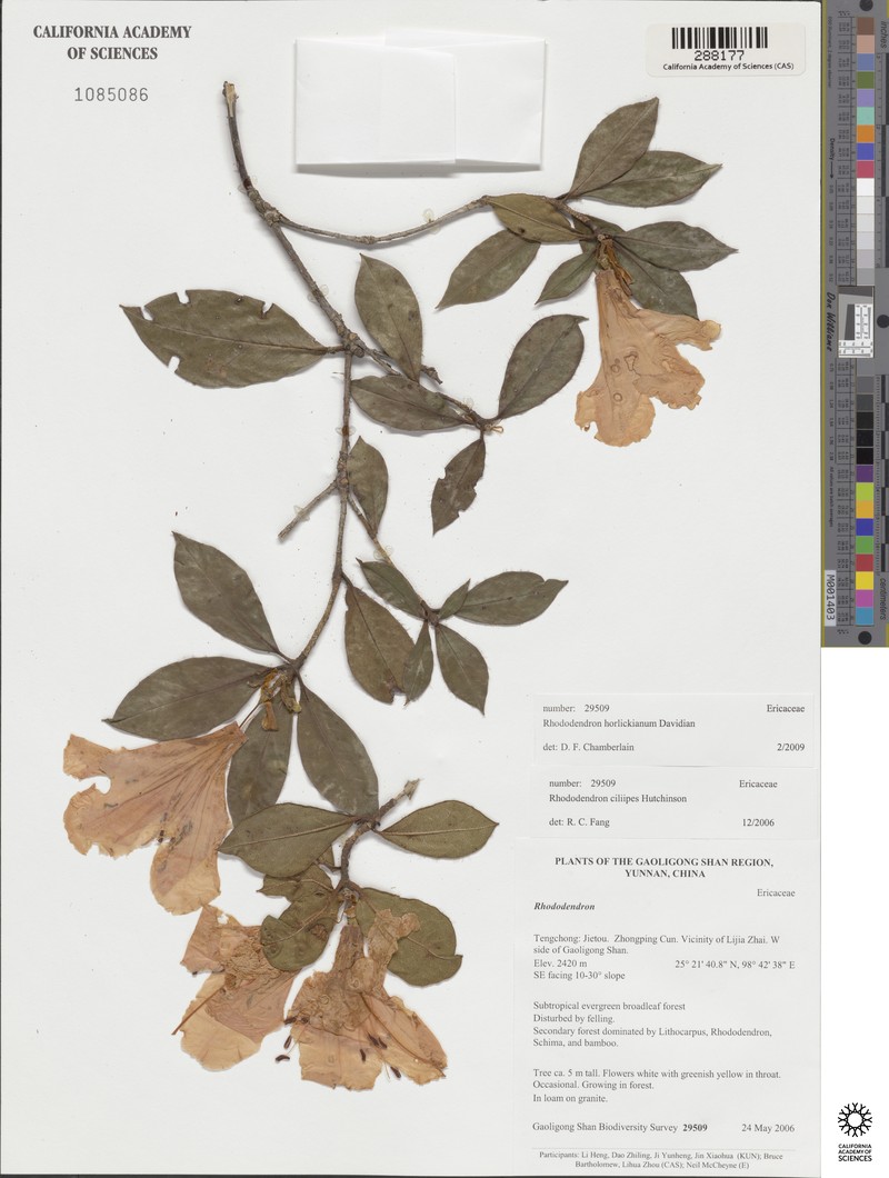 Rhododendron horlickianum photo 2