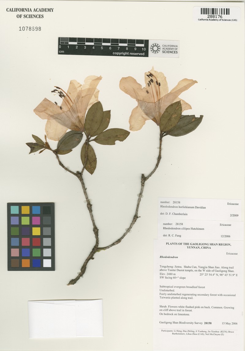 Rhododendron horlickianum photo 3