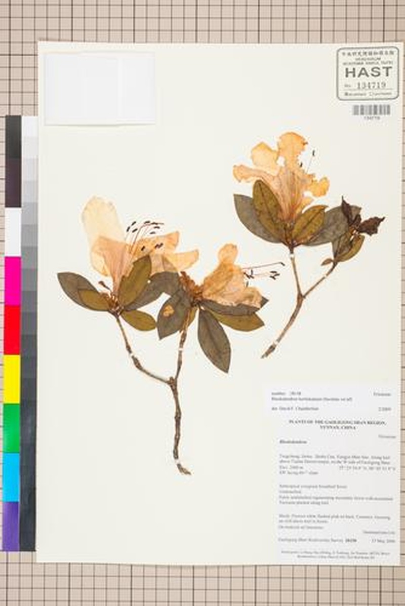 Rhododendron horlickianum photo 4