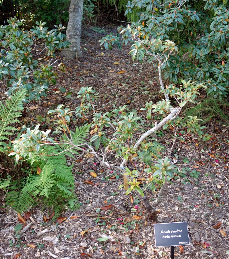 Rhododendron horlickianum