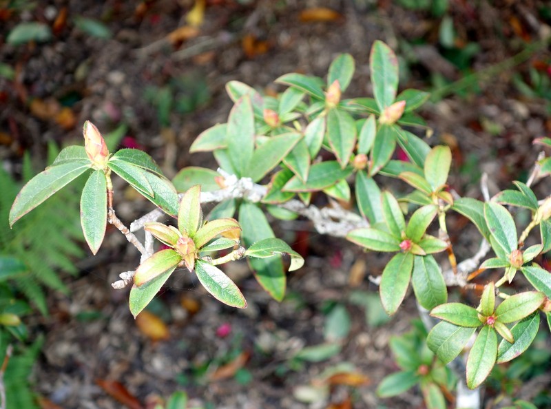 Rhododendron horlickianum photo 5