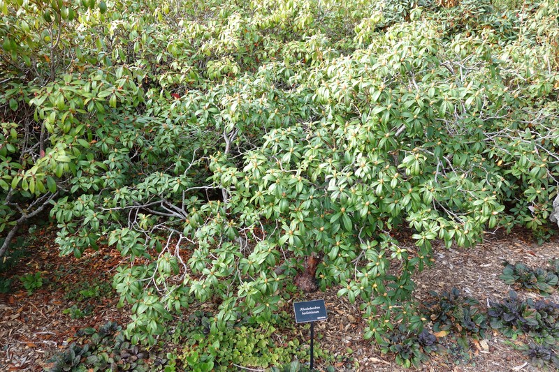 Rhododendron horlickianum photo 6