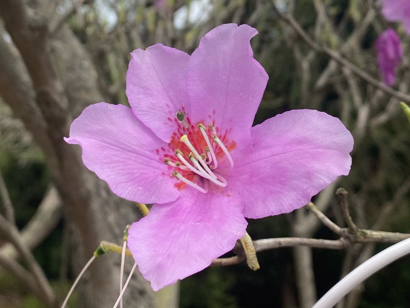 Rhododendron huadingense photo 2