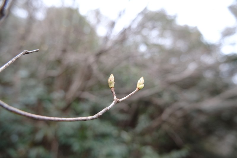 Rhododendron huadingense photo 4