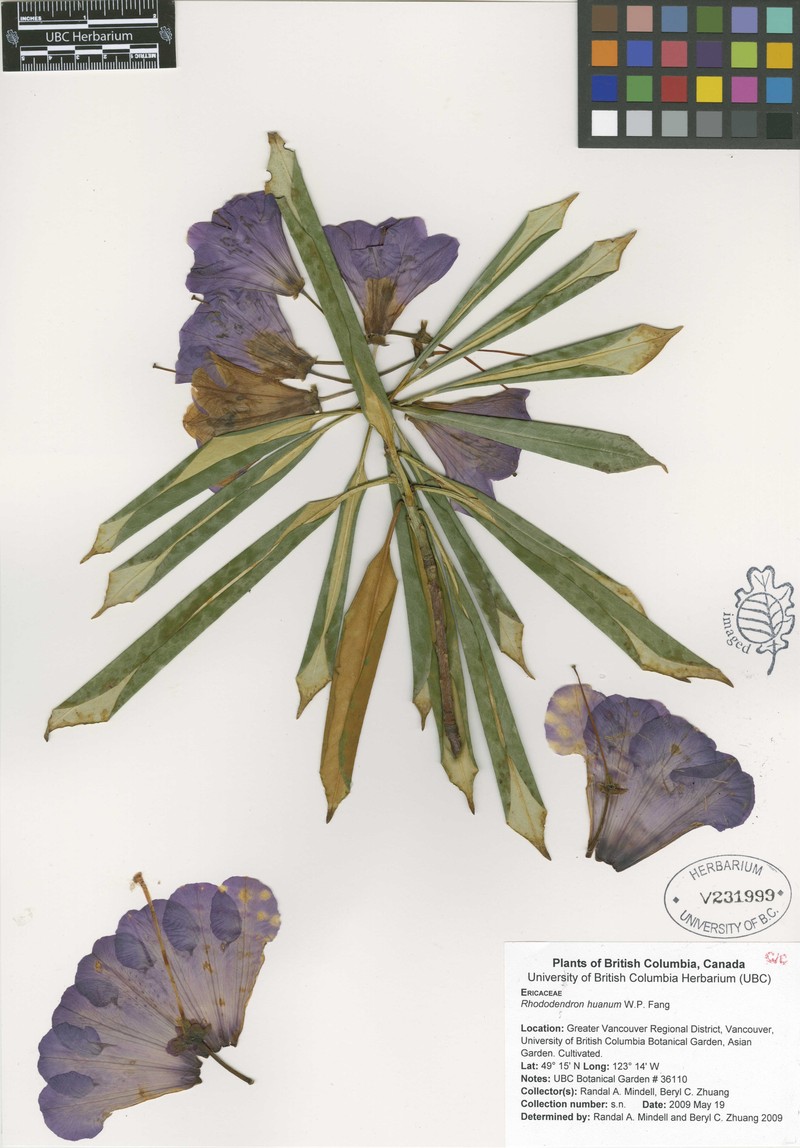 Rhododendron huanum