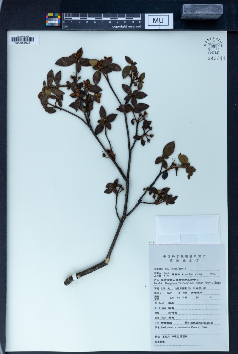 Rhododendron huguangense