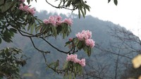 Rhododendron hunnewellianum