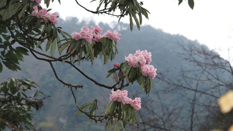 Rhododendron hunnewellianum