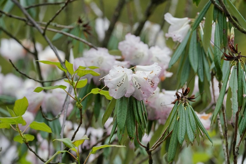 Rhododendron hunnewellianum photo 2